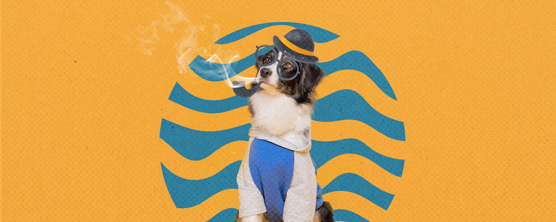 Sognare un cane: le diverse interpretazioni - TANHK